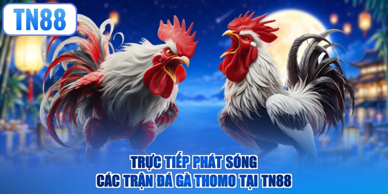 Trực tiếp phát sóng các trận đá gà Thomo tại TN88